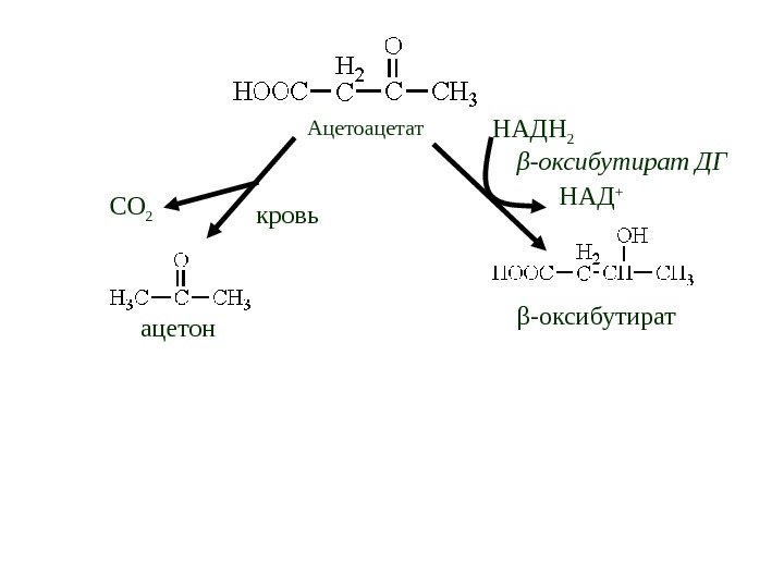 Ацетоацетат β -оксибутират ацетон. СО 2 кровь НАДН 2 НАД +β -оксибутират ДГ 