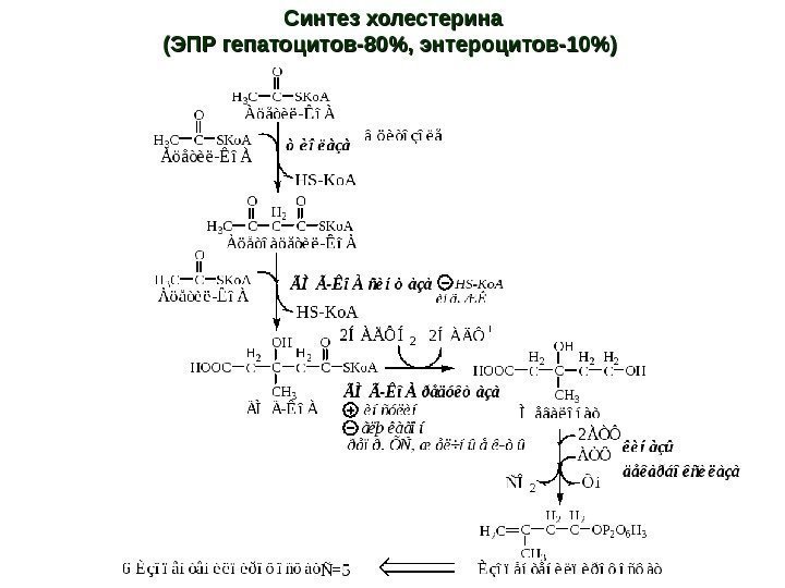 Синтез холестерина (ЭПР гепатоцитов-80, энтероцитов-10) 