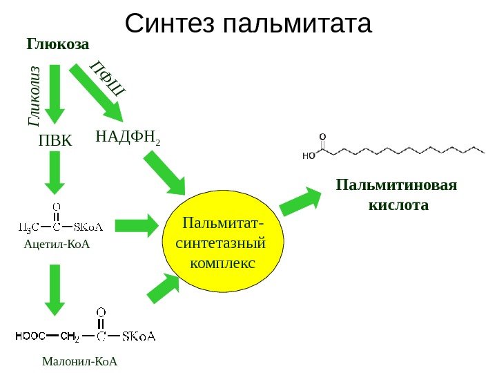 Синтез пальмитата Глюкоза Ацетил-Ко. А ПВК НАДФН 2 Г л и к о л