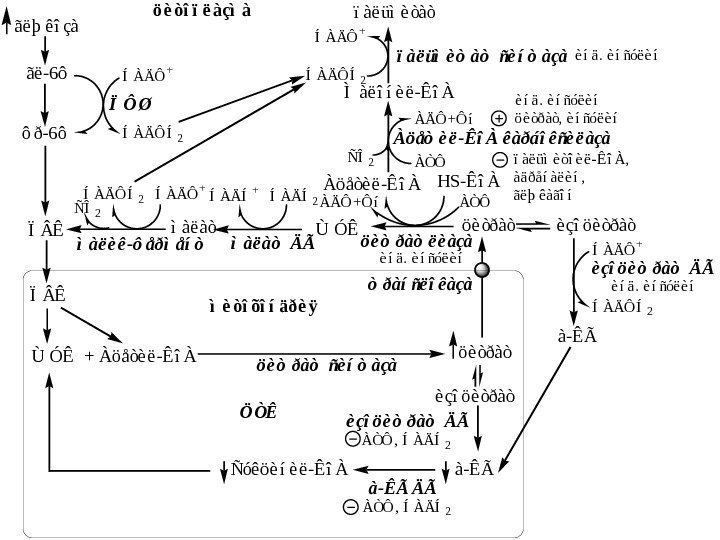 ãëþêîçà ãë-6ô ôð-6ô ÏÊ ÏÊ Àöåòèë-ÊîÀ ÙÓÊ + Àöåòèë-ÊîÀöèòðàòÙÓÊìàëàò ÍÀÄÔÍ2  ÍÀÄÔ +ÍÀÄÍ +