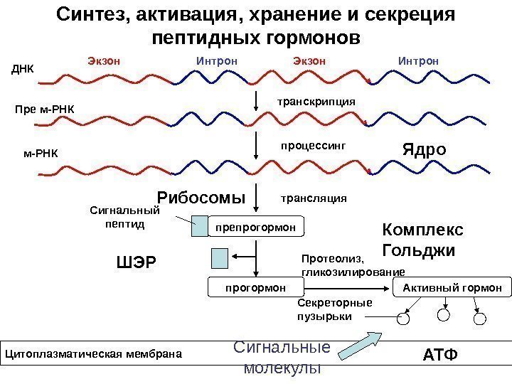 Синтез, активация, хранение и секреция пептидных гормонов ДНК Экзон. Интрон Пре м-РНК транскрипция препрогормонм-РНК