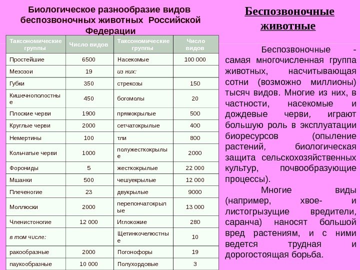 Беспозвоночные животные Биологическое разнообразие видов беспозвоночных животных  Российской Федерации Таксономические группы  Число