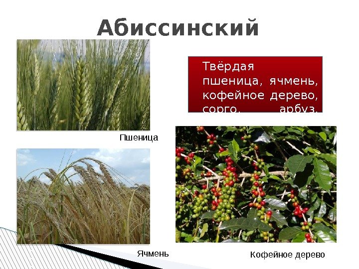Абиссинский Твёрдая пшеница,  ячмень,  кофейное дерево,  сорго,  арбуз,  клещевина,