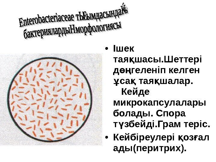  • Ішек тая шасы. Шеттері қ д геленіп келген өң са тая шалар.