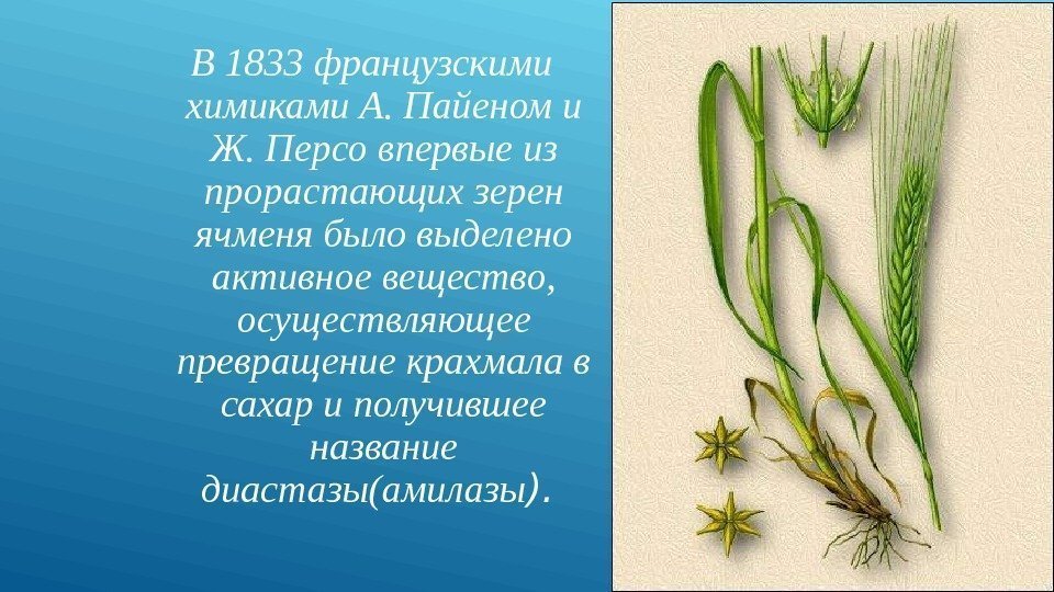 В 1833 французскими химиками А. Пайеном и Ж. Персо впервые из прорастающих зерен ячменя