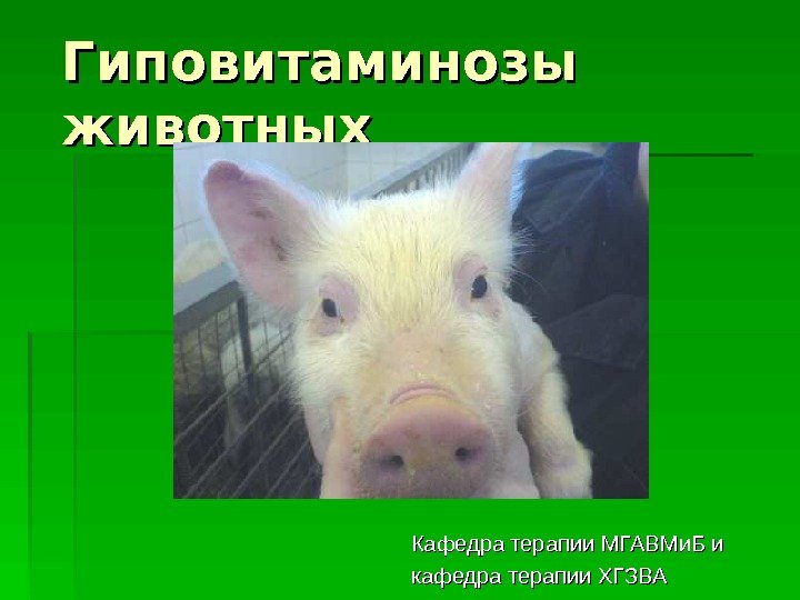  Гиповитаминозы животных Кафедра терапии МГАВМи. Б и кафедра терапии ХГЗВА  