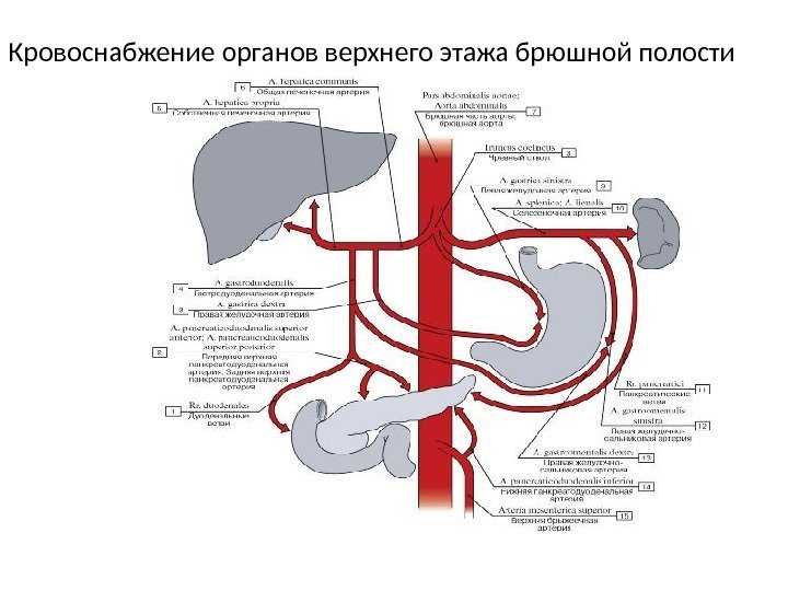 Кровоснабжение органов верхнего этажа брюшной полости 