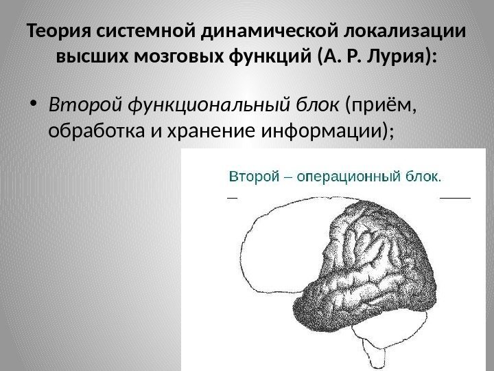 Теория системной динамической локализации высших мозговых функций (А. Р. Лурия):  • Второй функциональный