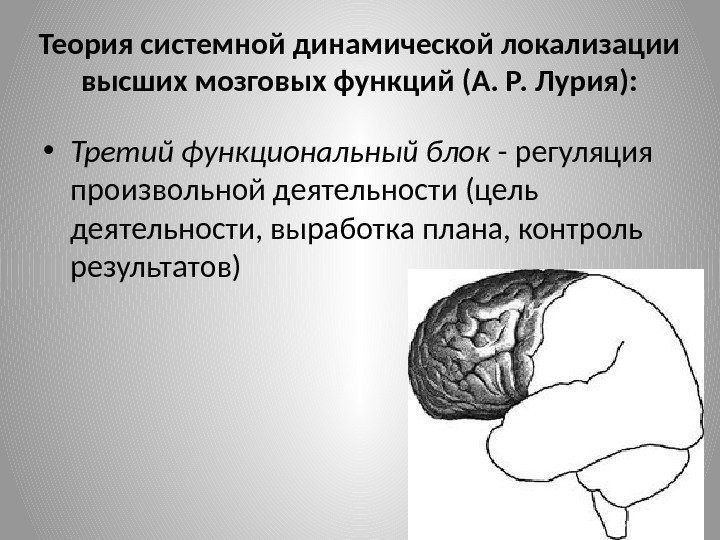 Теория системной динамической локализации высших мозговых функций (А. Р. Лурия):  • Третий функциональный