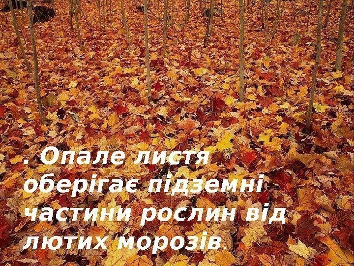 . Опале листя оберігає підземні частини рослин від лютих морозів.  