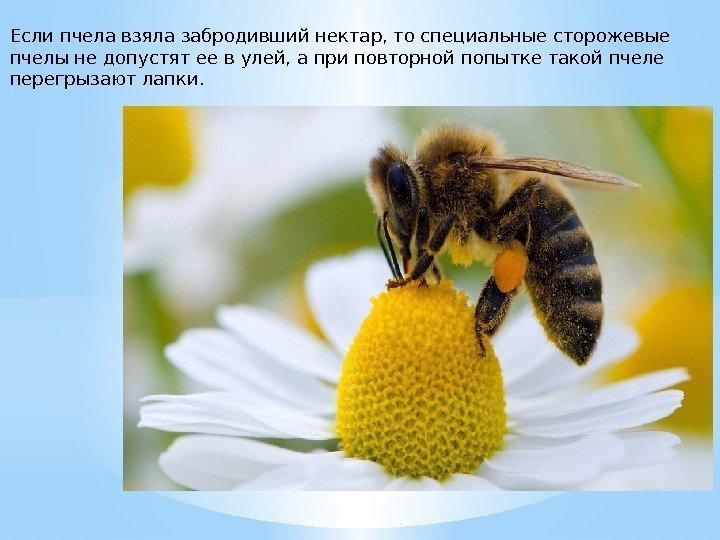 Если пчела взяла забродивший нектар, то специальные сторожевые пчелы не допустят ее в улей,