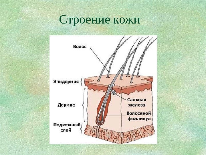   Строение кожи 