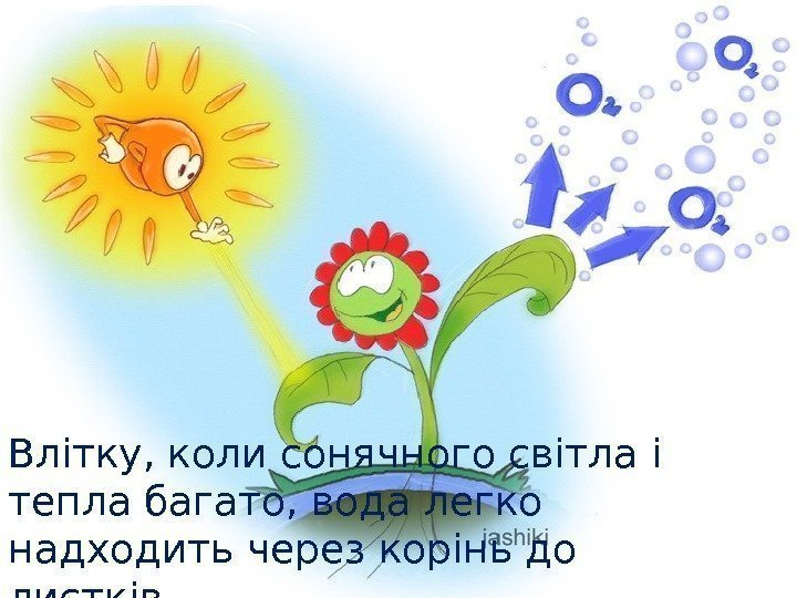 Влітку, коли сонячного світла і тепла багато, вода легко надходить через корінь до листків.