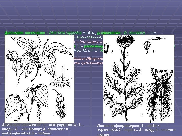 Диоскорея ниппонская – Dioscorea nipponica  Makino. ,  д. кавказская – D. caucasica