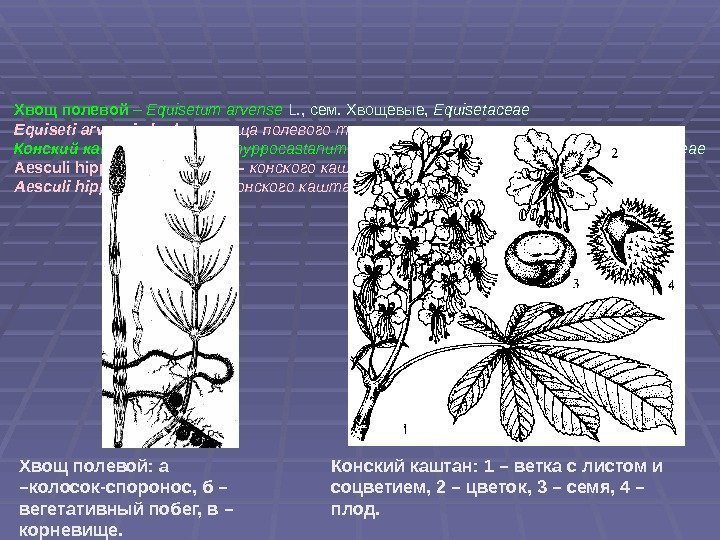 Хвощ полевой – Equisetum arvense  L. ,  сем. Хвощевые,  Equisetaceae Equiseti