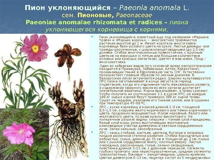 Пион уклоняющийся – Paeonia anomala  L. сем.  Пионовые,  Paeonaceae Paeoniae anomalae
