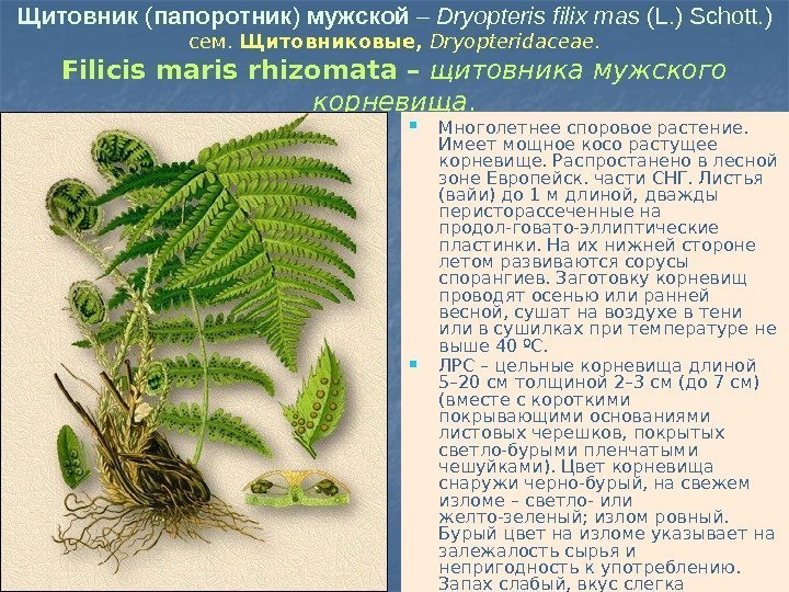 Щитовник ( папоротник ) мужской – Dryopteris filix mas (L. ) Schott. ) сем.