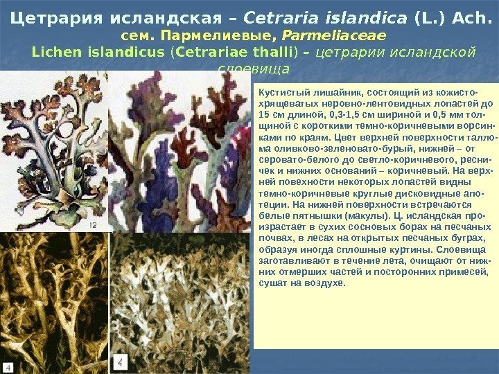 Цетрария исландская – Cetraria islandica (L. ) Ach.  сем. Пармелиевые,  Parmeliaceae Lichen