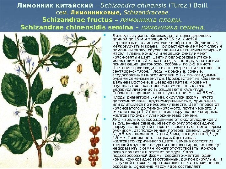 Лимонник китайский – Schizandra chinensis (Turcz. ) Baill. сем.  Лимонниковые,  Schizandraceae. Schizandrae