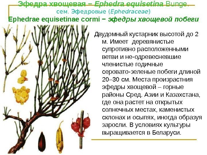Эфедра  хвощевая − Ephedra equisetina Bunge. сем. Эфедровые ( Ephedrасеае ) Ephedrae equisetinae