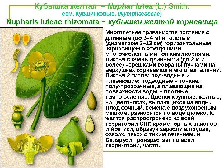 Кубышка желтая − Nuphar lutea (L. ) Smith. cем. Кувшинковые, ( Nymphaeaceae ) Nupharis