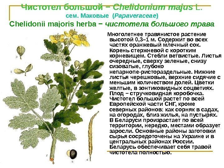 Чистотел большой − Сhelidonium majus L. сем. Маковые ( Рараvеrасеае ) Сhelidonii majoris hеrbа