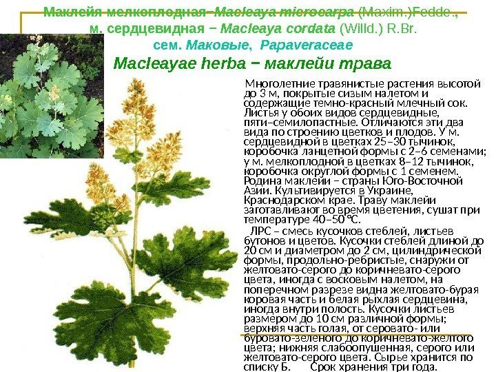 Маклейя мелкоплодная− Масlеауа miсrосаrра (Махim. )Fedde. ,  м. сердцевидная − Масlеауа соrdata (Willd.