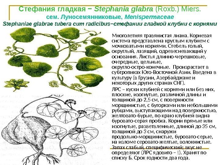 Стефания гладкая − Stephania glabra (Roxb. ) Miers. сем. Луносемянниковые,  Меnisреrmасеае Stephaniae glabrae