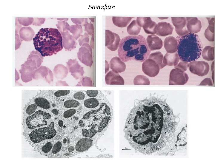 Базофил 