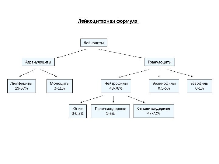 Лейкоцитарная формула 