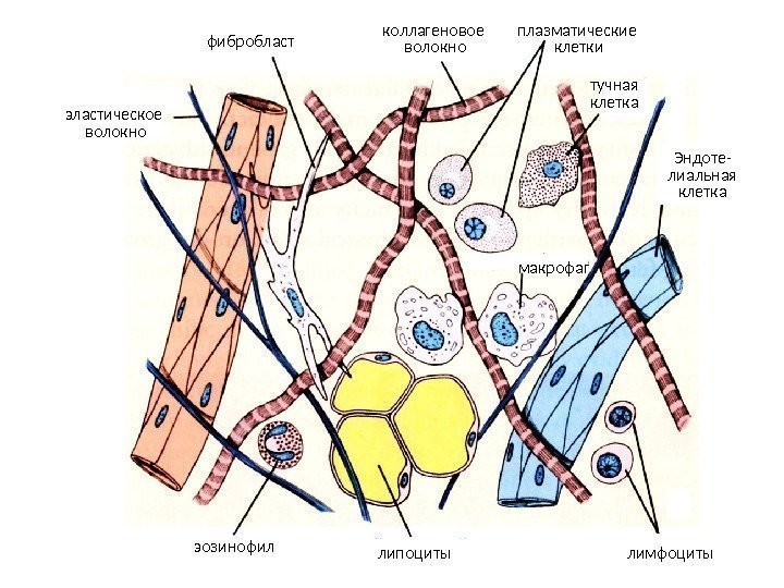 фибробласт коллагеновое волокно плазматические клетки тучная клетка Эндоте- лиальная клетка макрофаг липоциты лимфоцитыэозинофилэластическое волокно