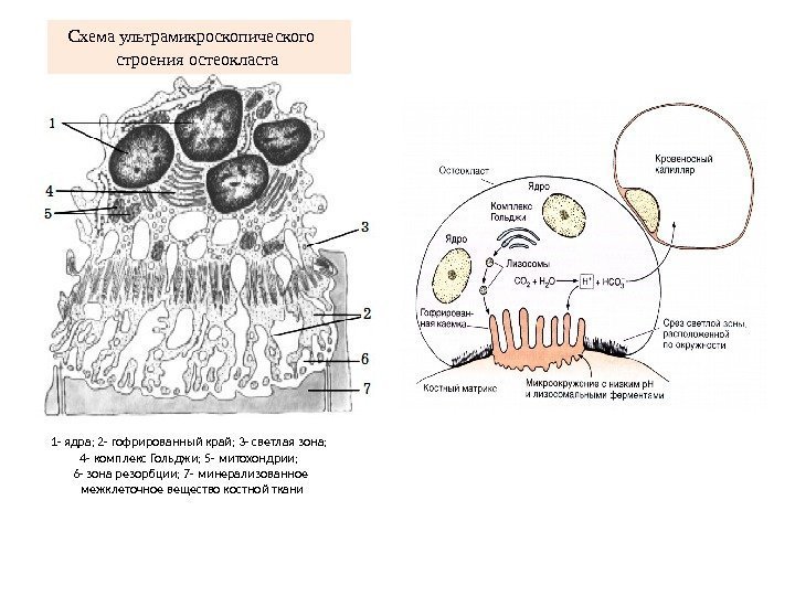   Схема ультрамикроскопического строения остеокласта  1 - ядра; 2 - гофрированный край;