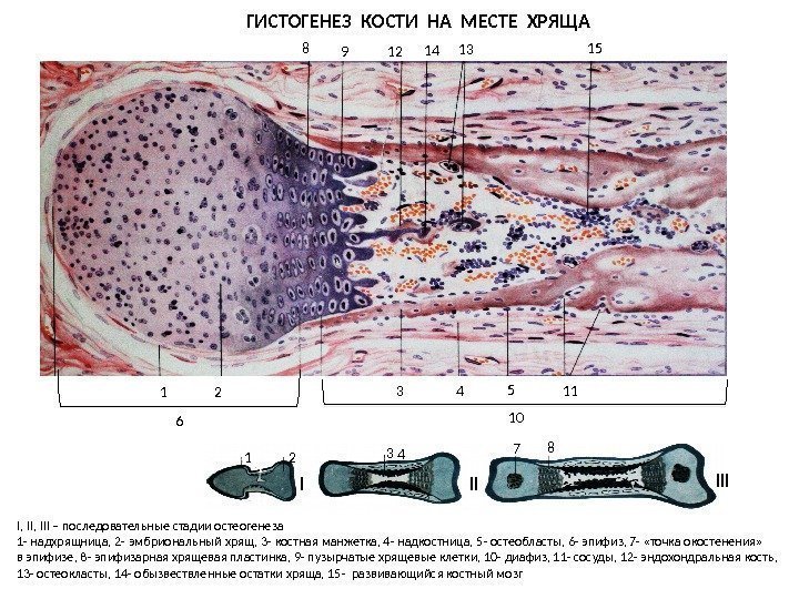 ГИСТОГЕНЕЗ КОСТИ НА МЕСТЕ ХРЯЩА I II 1 2 3 4 7 8 III