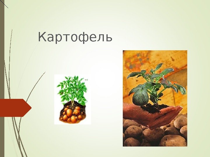 Картофель   