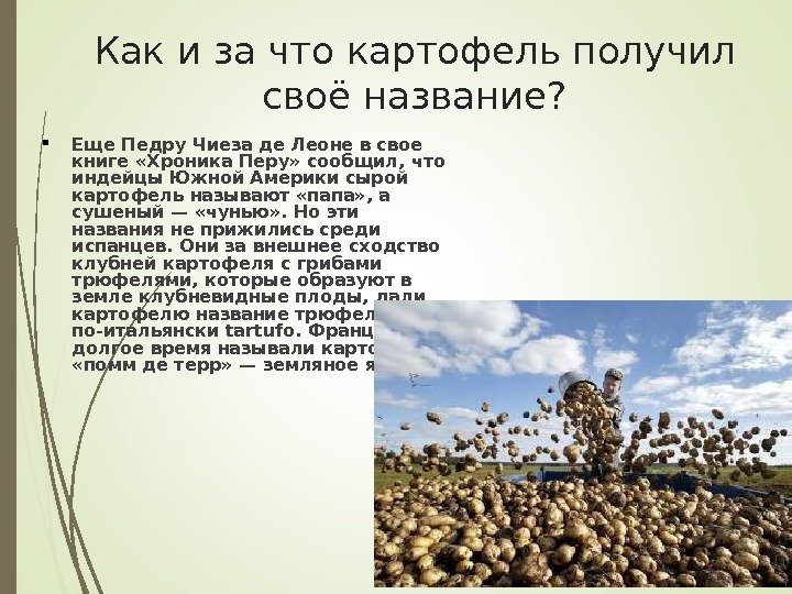 Как и за что картофель получил своё название?  Еще Педру Чиеза де Леоне