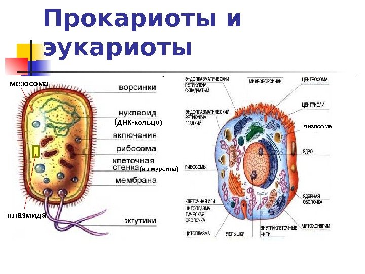 Прокариоты и эукариоты лизосома   плазмида ( ДНК-кольцо) (из муреина)мезосома 
