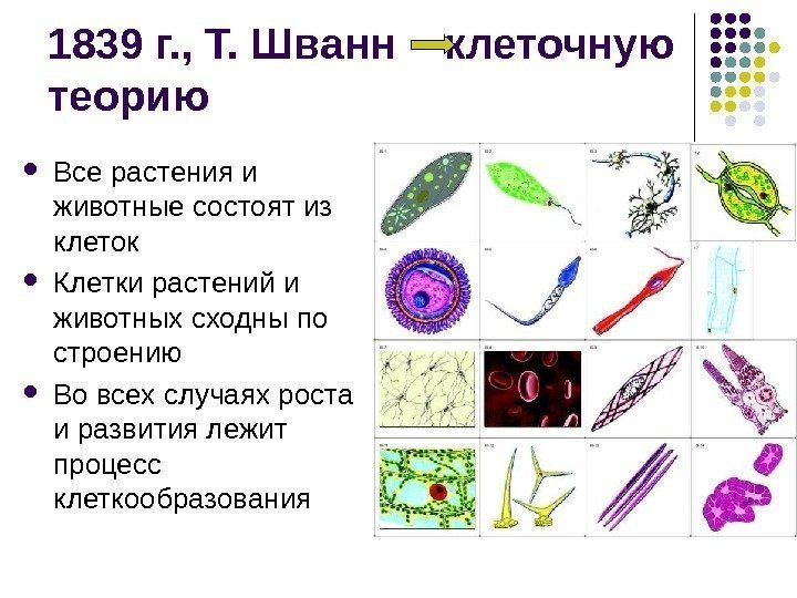 1839 г. , Т. Шванн  клеточную теорию Все растения и животные состоят из