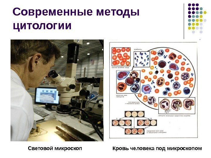 Современные методы цитологии Световой микроскоп Кровь человека под микроскопом 