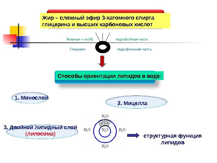   Жир – сложный эфир 3 -хатомного спирта глицерина и высших карбоновых кислот