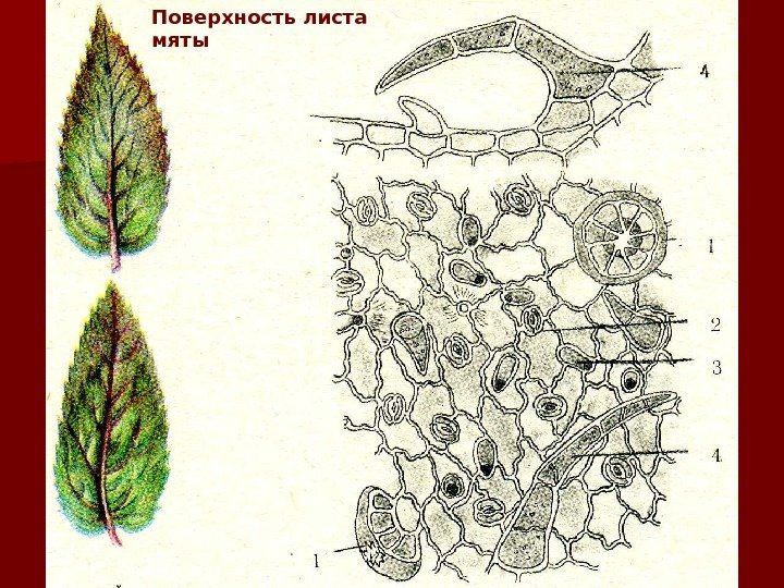 Поверхность листа мяты 