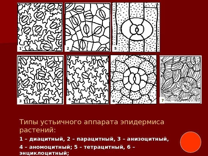 Типы устьичного аппарата эпидермиса растений:  1 – диацитный, 2 – парацитный, 3 –