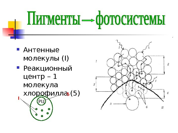   Антенные молекулы ( I) Реакционный центр – 1 молекула хлорофилла (5) РЦI