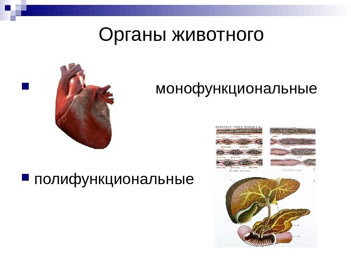   Органы животного      монофункциональные полифункциональные 