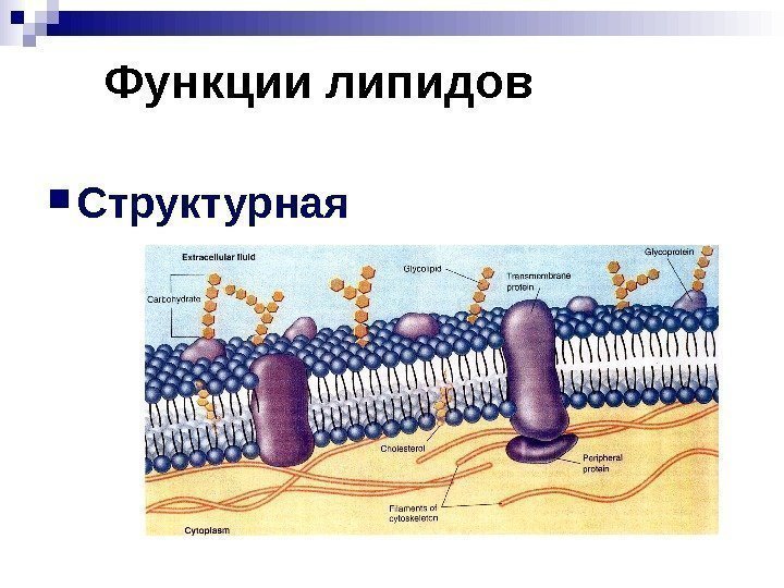   Функции липидов Структурная 