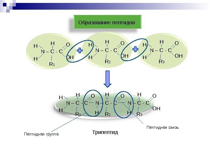   N – С - С Н Н Н О ОНОбразование пептидов R