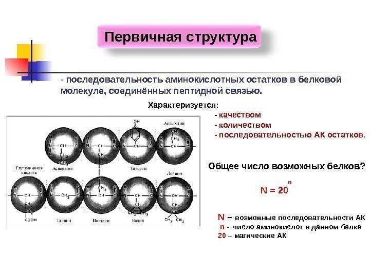   Первичная структура - последовательность аминокислотных остатков в белковой молекуле, соединённых пептидной связью.