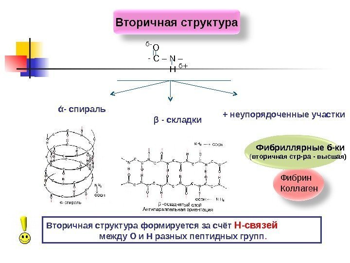   Вторичная структура  О -  С – N –  Н