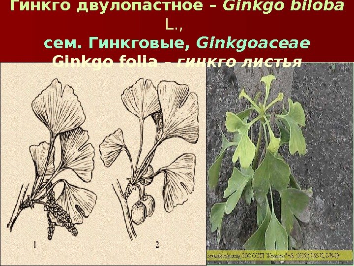  Гинкго двулопастное – Ginkgo biloba  L. ,  сем. Гинкговые,  Ginkgoaceae