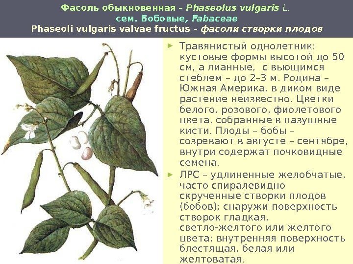 Фасоль обыкновенная  – Phaseolus vulgaris L.  сем. Бобовые , Fabaceae Phaseoli vulgaris