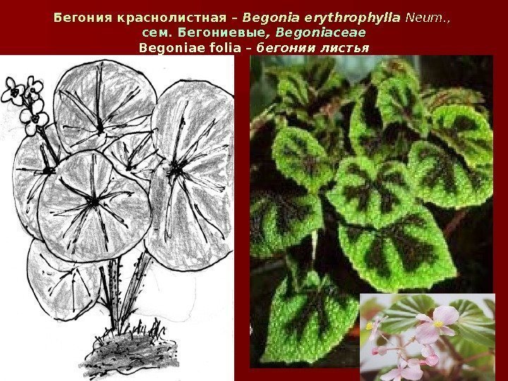 Бегония краснолистная – Begonia erythrophylla Neum. ,  сем. Бегониевые , Begoniaceae Begoniae folia